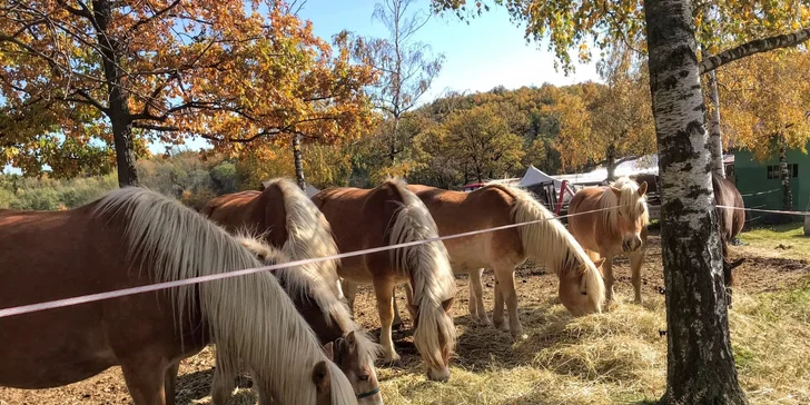 Staňte se na den farmářem: prohlídka farmy, krmení zvířat i dojení krav, 5 hodin