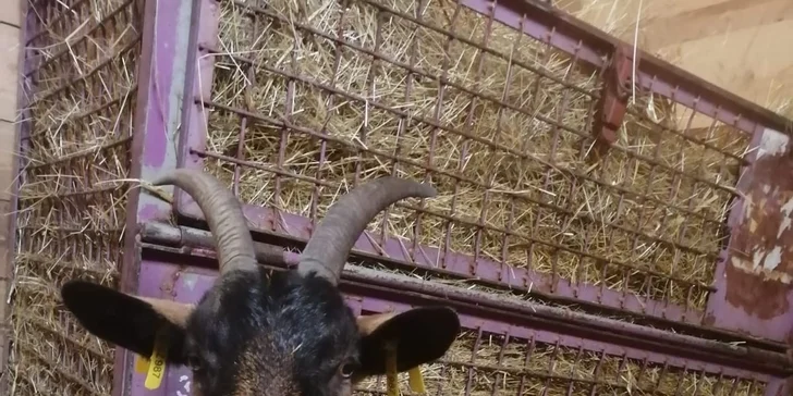 Staňte se na den farmářem: prohlídka farmy, krmení zvířat i dojení krav, 5 hodin