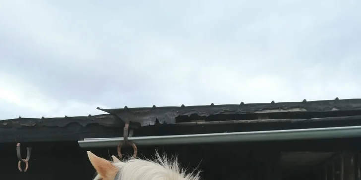 Staňte se na den farmářem: prohlídka farmy, krmení zvířat i dojení krav, 5 hodin