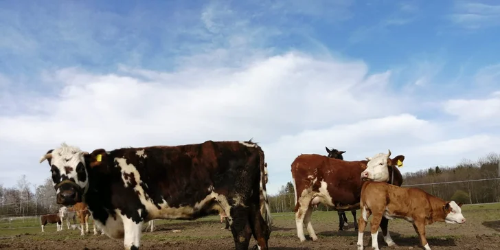 Staňte se na den farmářem: prohlídka farmy, krmení zvířat i dojení krav, 5 hodin