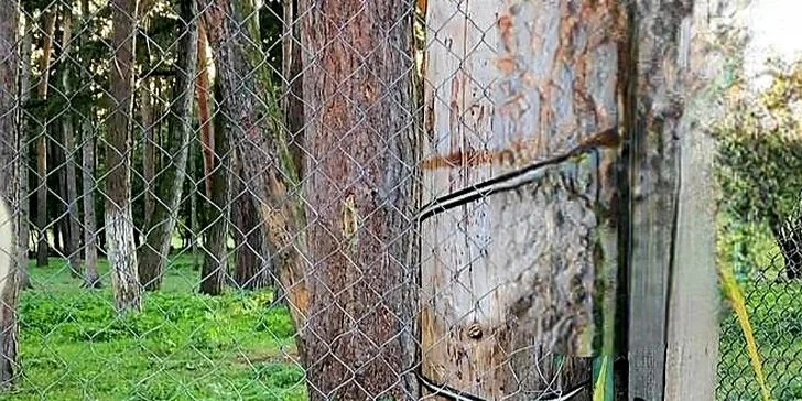 Staňte se na den farmářem: prohlídka farmy, krmení zvířat i dojení krav, 5 hodin