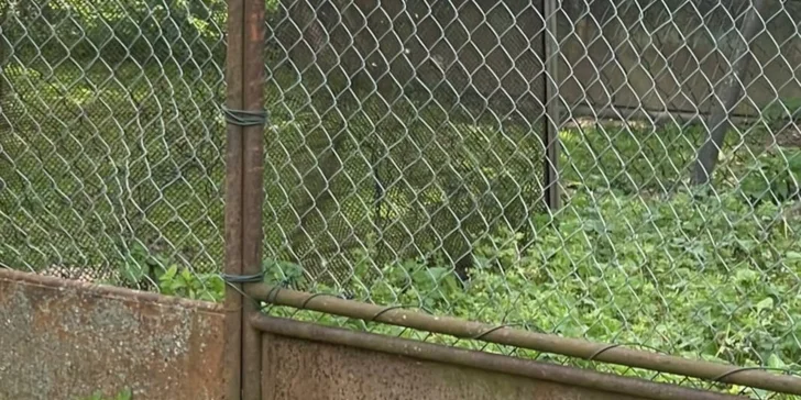 Staňte se na den farmářem: prohlídka farmy, krmení zvířat i dojení krav, 5 hodin