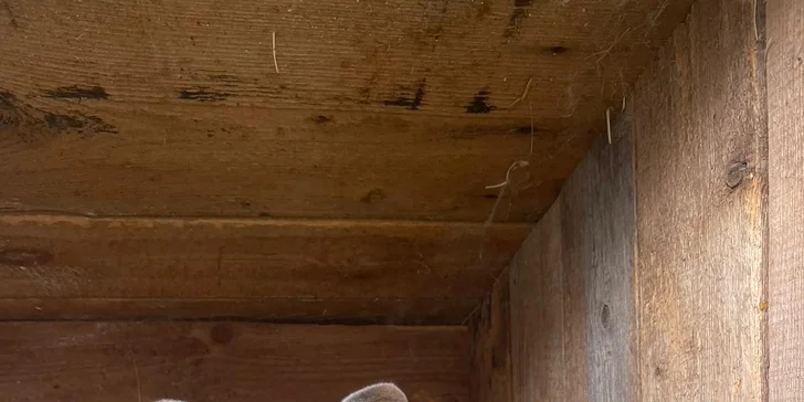 Staňte se na den farmářem: prohlídka farmy, krmení zvířat i dojení krav, 5 hodin