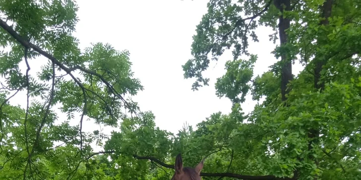 Staňte se na den farmářem: prohlídka farmy, krmení zvířat i dojení krav, 5 hodin