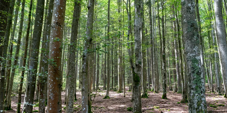 Vybavené apartmány až pro 6 osob v blízkosti NP Šumava i hodina bowlingu