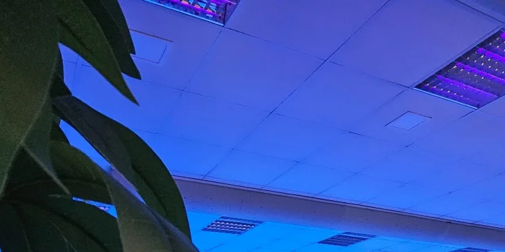 Hodina bowlingu a žebra nebo koleno s přílohami až pro 6 osob