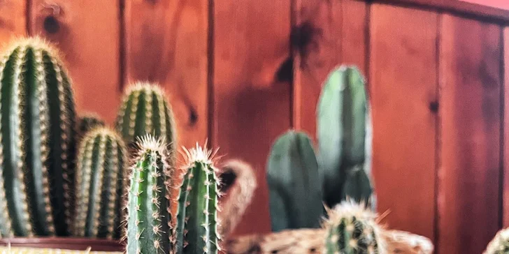 Ochutnejte Mexiko: voucher do restaurace Olé v hodnotě 500–⁠⁠⁠⁠⁠⁠2000 Kč