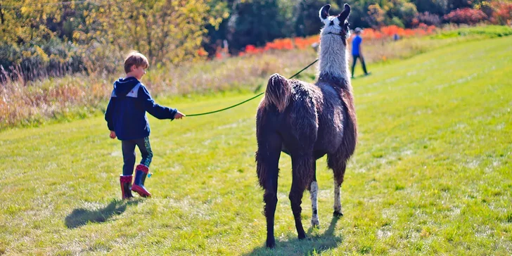 Procházka s lamou k zámku Dívčí Hrad: hodinový zážitek pro 2-4 osoby