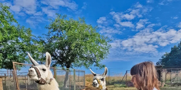 Procházka s lamou k zámku Dívčí Hrad: hodinový zážitek pro 2-4 osoby