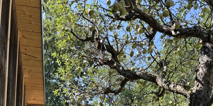 Pobyt v mini domečku u Zvolena s apiterapií: spánek u včel, snídaňový košík a výlety na elektrokolech