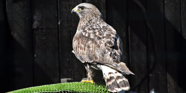 VIP vstup do záchranné stanice v Bartošovicích vč. krmení zvířat pro 2 osoby