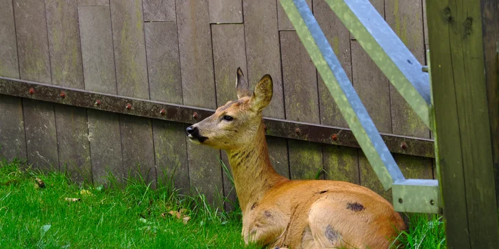 VIP vstup do záchranné stanice v Bartošovicích vč. krmení zvířat pro 2 osoby
