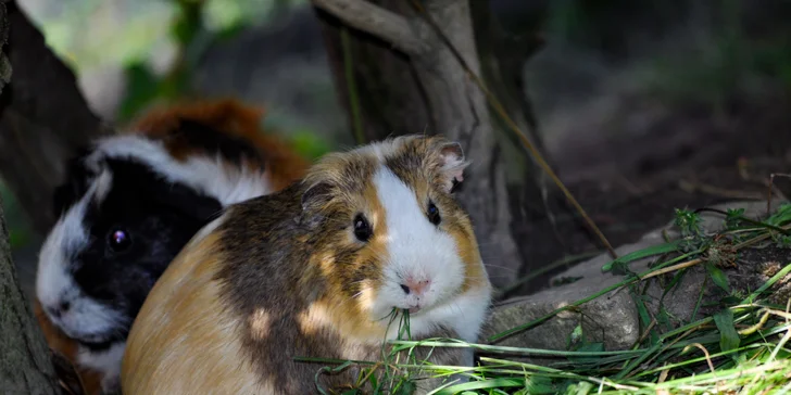 VIP vstup do záchranné stanice v Bartošovicích vč. krmení zvířat pro 2 osoby