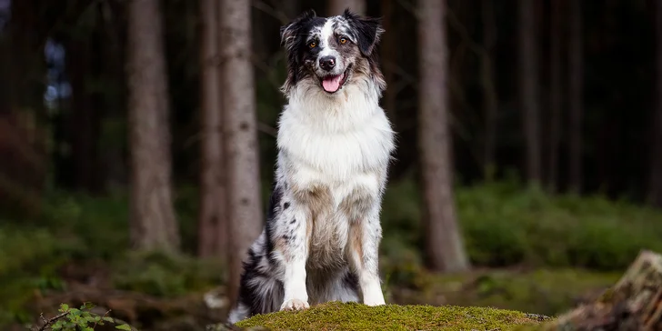 Focení psů: portréty nebo s páníčkem, možno vyfotit i více pejsků, 5 fotek i odměna pro chlupáče