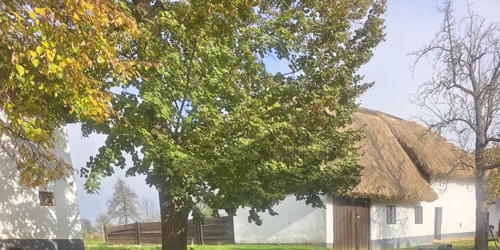 Zážitek s lamami pro 5 osob: možná procházka, krmení a mazlení