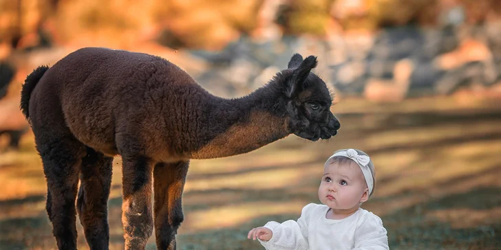 Zážitek s lamami pro 5 osob: možná procházka, krmení a mazlení