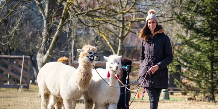 Zážitek s lamami pro 5 osob: možná procházka, krmení a mazlení