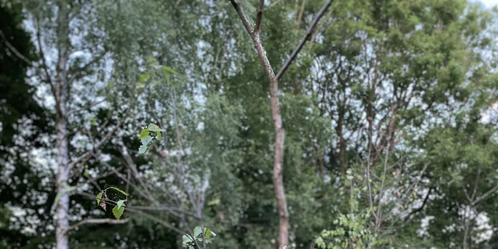 Odpočinek v podkrkonoší: útulný Tiny House pro 2 osoby