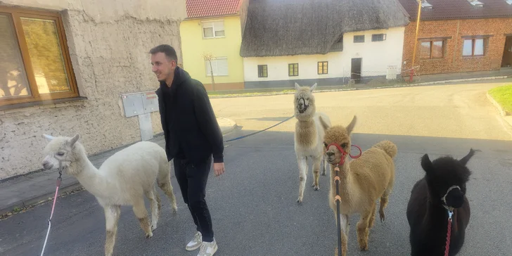 Zážitek s lamami pro 5 osob: možná procházka, krmení a mazlení