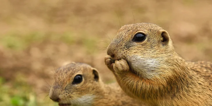 Pobyt v Národním parku Muránska planina: chata či apartmánové domky, snídaně i wellness
