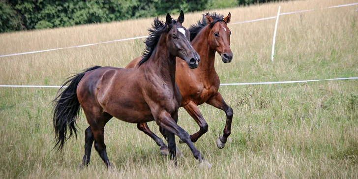 Hodinová jízda na koni pro začátečníky s instruktorem: pro 1 i 2 osoby