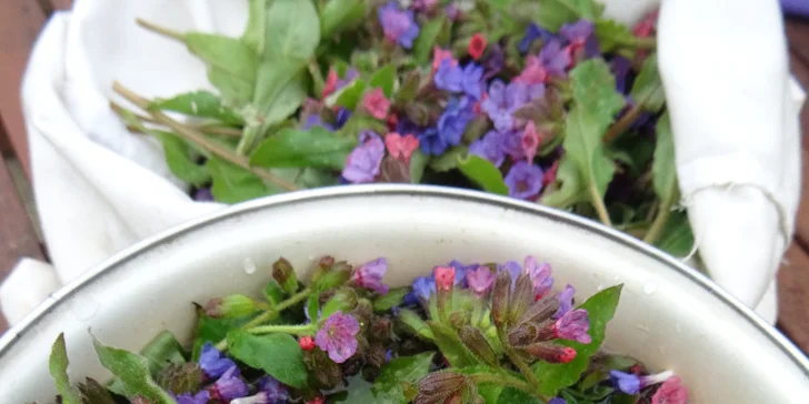 Bylinkové kurzy: sirupy, likéry a jídelníček jako zdroj vitality pro 1 nebo 2 osoby