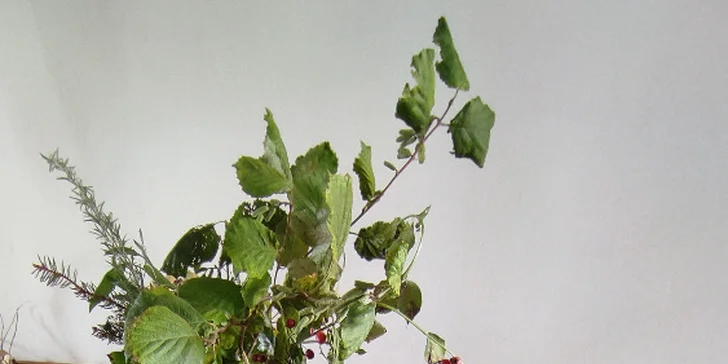 Bylinkové kurzy: sirupy, likéry a jídelníček jako zdroj vitality pro 1 nebo 2 osoby