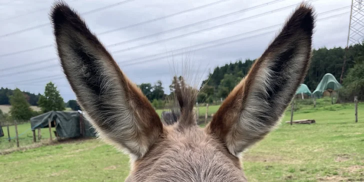 Jízda na oslíkovi a péče o něj v přírodě u Písku pro celou rodinu