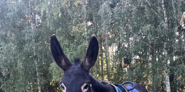 Jízda na oslíkovi a péče o něj v přírodě u Písku pro celou rodinu