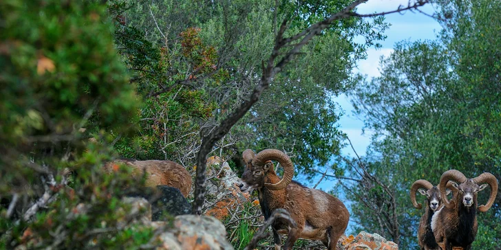 Sardinie: 4* rezort se stravou, bazény a spa, vč. vstupu do přírodního parku Naturalistico Bellavista