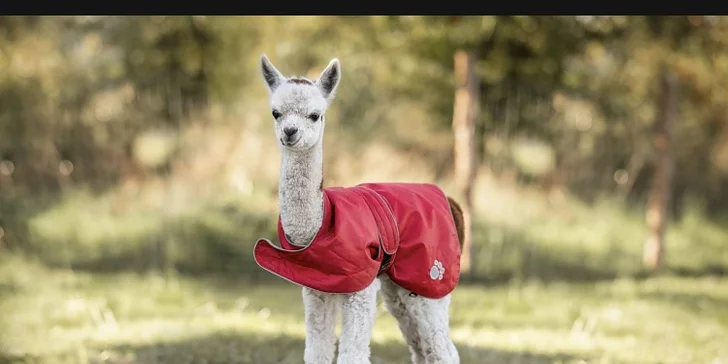 Komentovaná prohlídka zvířecí Farmy veselá zvířátka až pro 5 osob