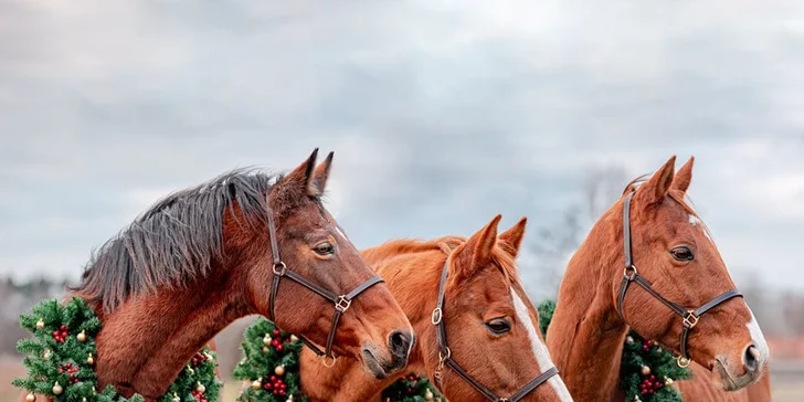 Dobrodružství v sedle: vyjížďka na koních či výcviková lekce pro 1 i 2 osoby
