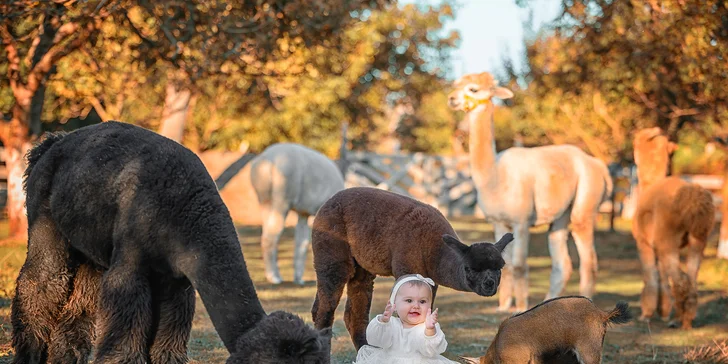 Zážitek s lamami pro 5 osob: možná procházka, krmení a mazlení