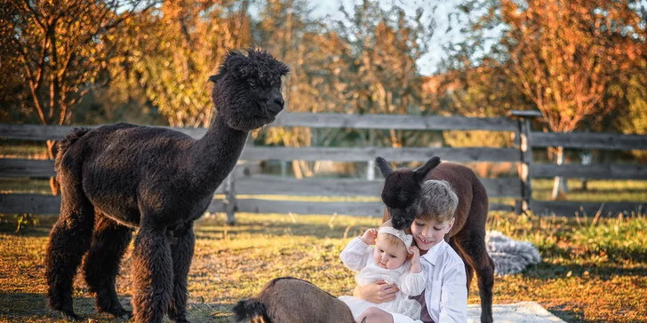 Zážitek s lamami pro 5 osob: možná procházka, krmení a mazlení