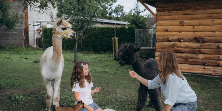 Zážitek s lamami pro 5 osob: možná procházka, krmení a mazlení