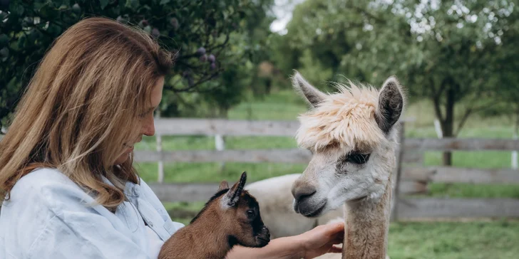 Zážitek s lamami pro 5 osob: možná procházka, krmení a mazlení