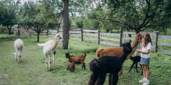 Zážitek s lamami pro 5 osob: možná procházka, krmení a mazlení