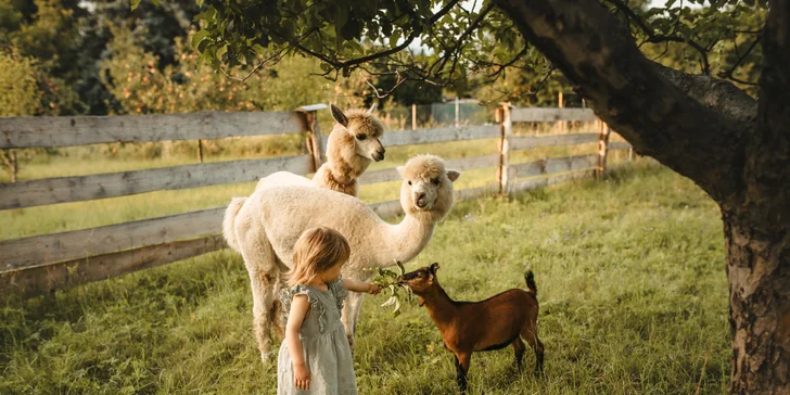 Zážitek s lamami pro 5 osob: možná procházka, krmení a mazlení