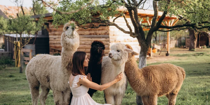 Zážitek s lamami pro 5 osob: možná procházka, krmení a mazlení