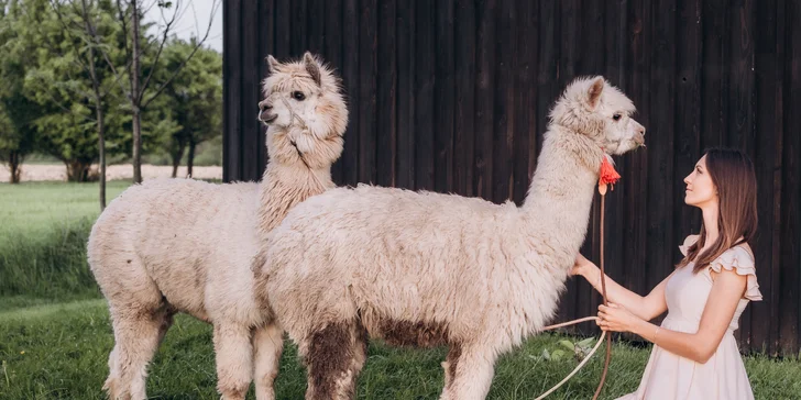 Zážitek s lamami pro 5 osob: možná procházka, krmení a mazlení