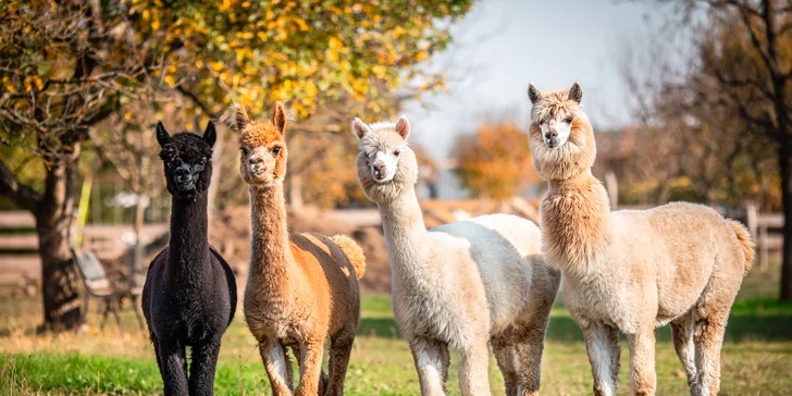 Zážitek s lamami pro 5 osob: možná procházka, krmení a mazlení