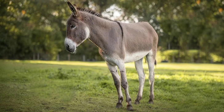 Jízda na oslíkovi a péče o něj v přírodě u Písku pro celou rodinu