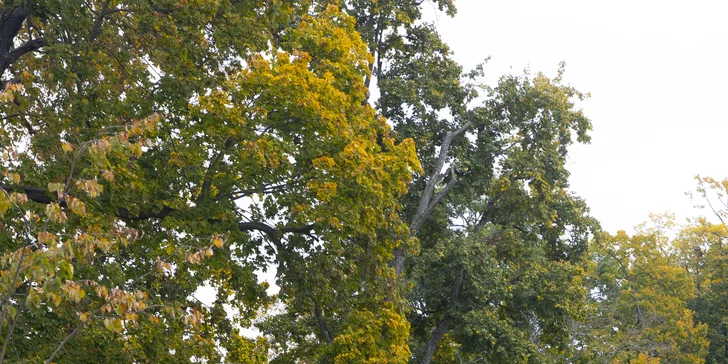 Pobyt se snídaní v Michalovcích, tematické pokoje pro milovníky hokeje a historie