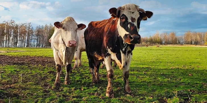 Staňte se na den farmářem: prohlídka farmy, krmení zvířat i dojení krav, 5 hodin