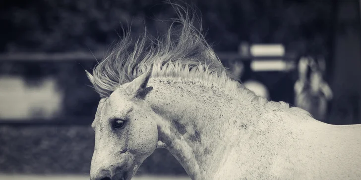 Profesionální focení: mazlíčci, portrétní, rodinné či na farmě i vč. líčení a účesu