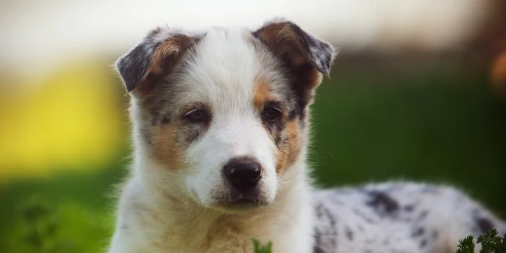 Profesionální focení: mazlíčci, portrétní, rodinné či na farmě i vč. líčení a účesu