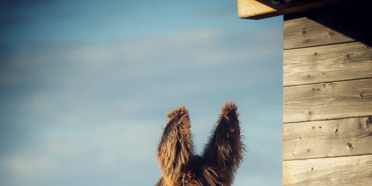 Profesionální focení: mazlíčci, portrétní, rodinné či na farmě i vč. líčení a účesu