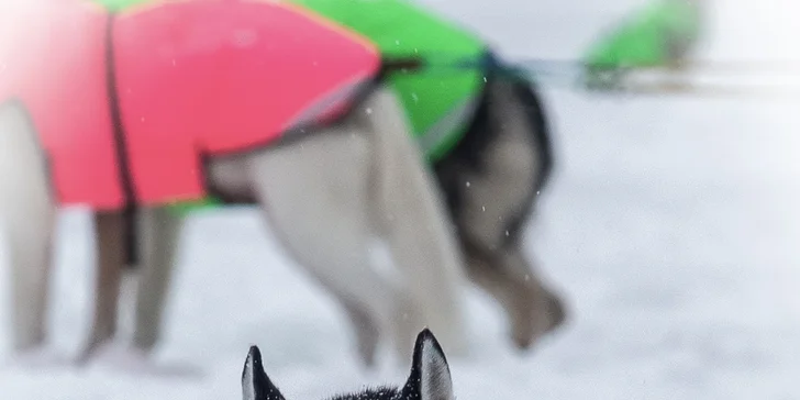 Profesionální focení: mazlíčci, portrétní, rodinné či na farmě i vč. líčení a účesu