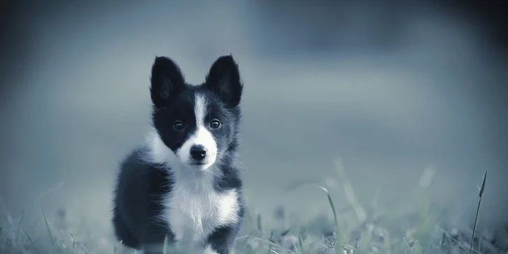 Profesionální focení: mazlíčci, portrétní, rodinné či na farmě i vč. líčení a účesu