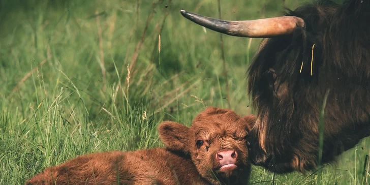 Profesionální focení: mazlíčci, portrétní, rodinné či na farmě i vč. líčení a účesu